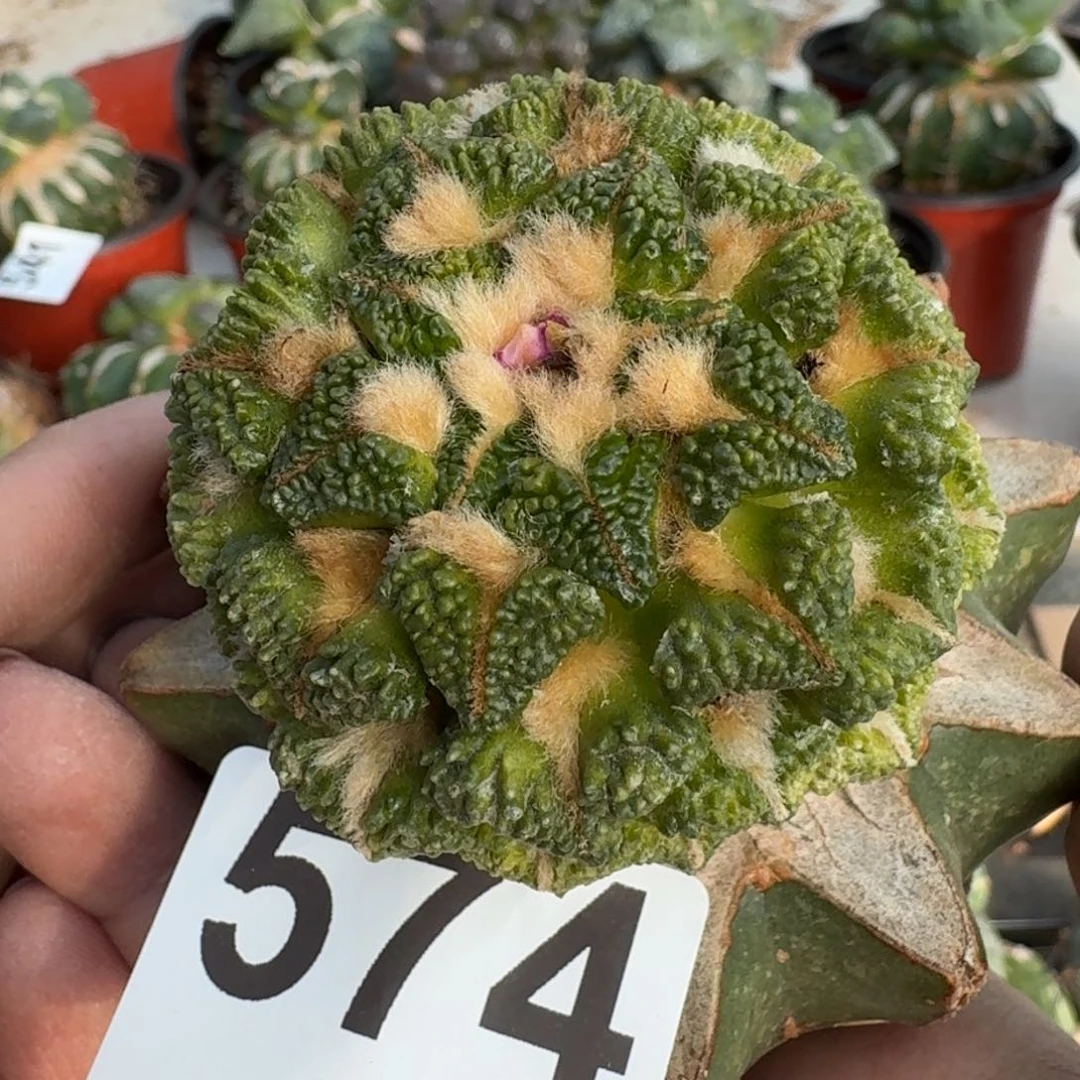 【闪购商品】无花朵福利颗粒盾牌大尤黑锦574