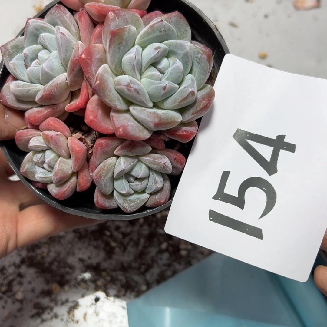 154、多发哥哥好吧吧