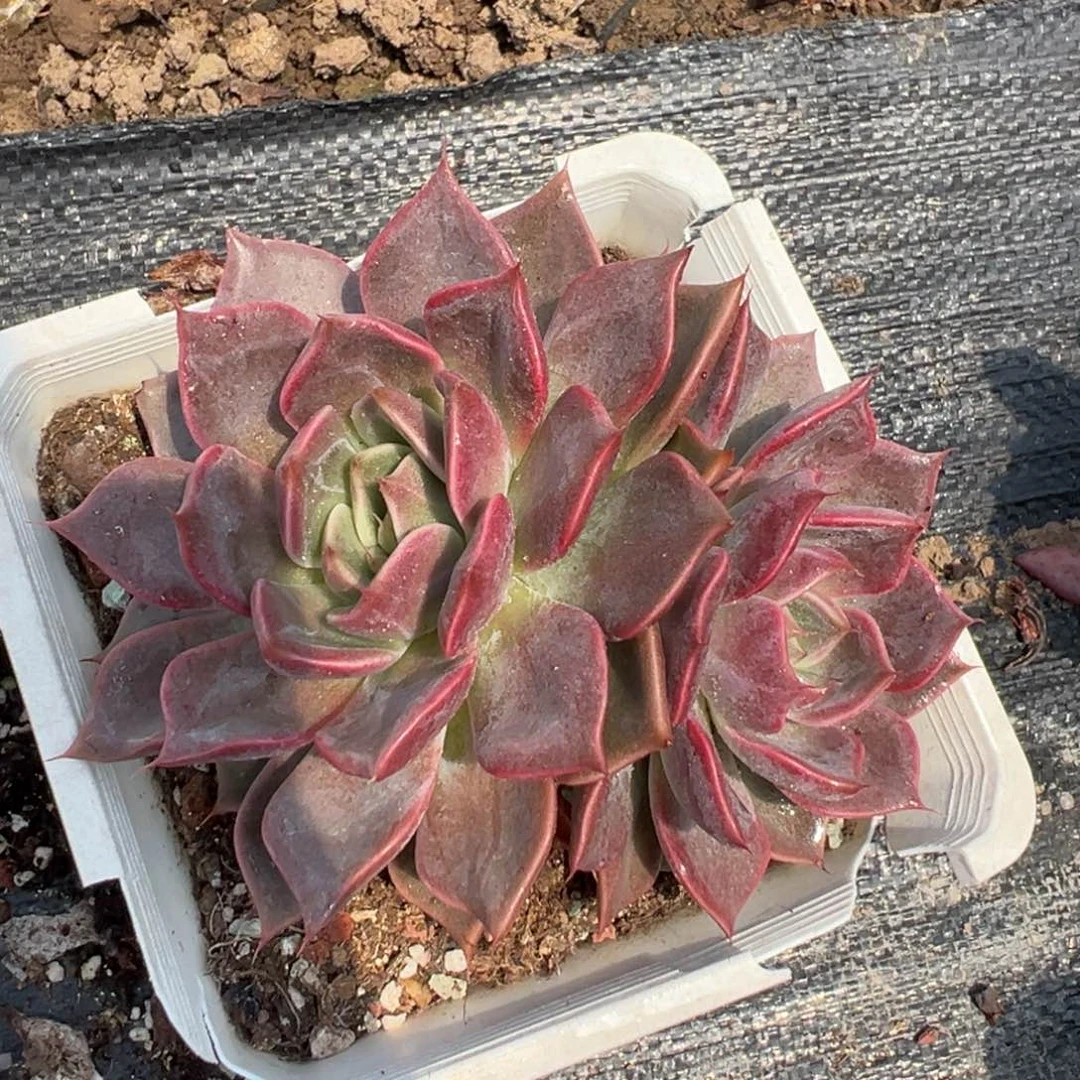 郁金香，一物一拍017