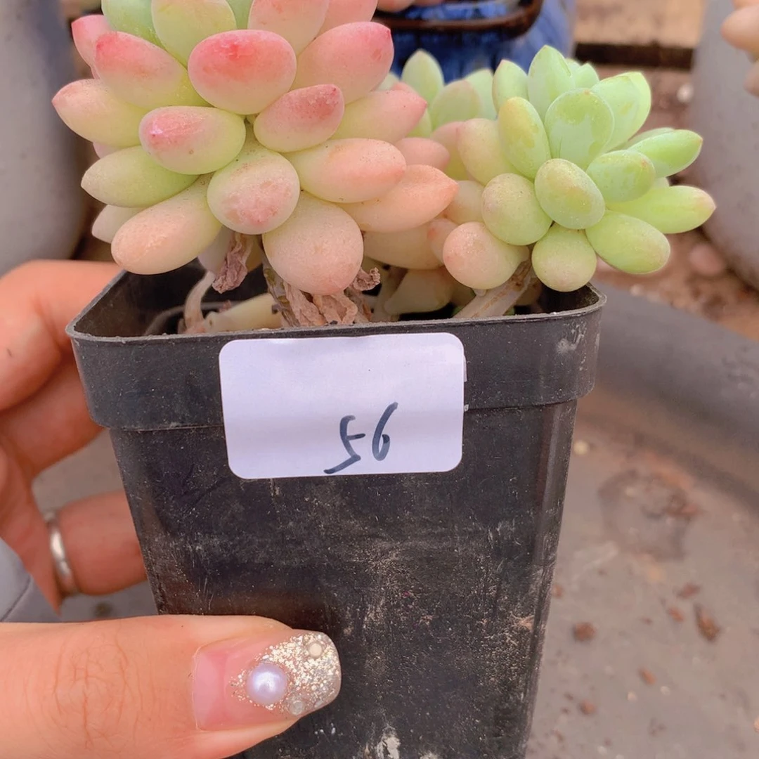 无花朵多肉植物 56