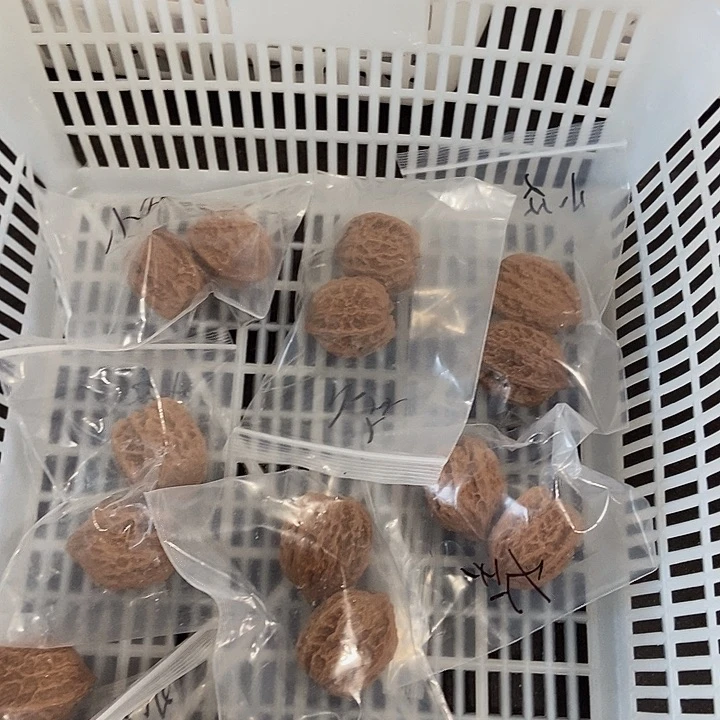 吊坠文玩核桃小众