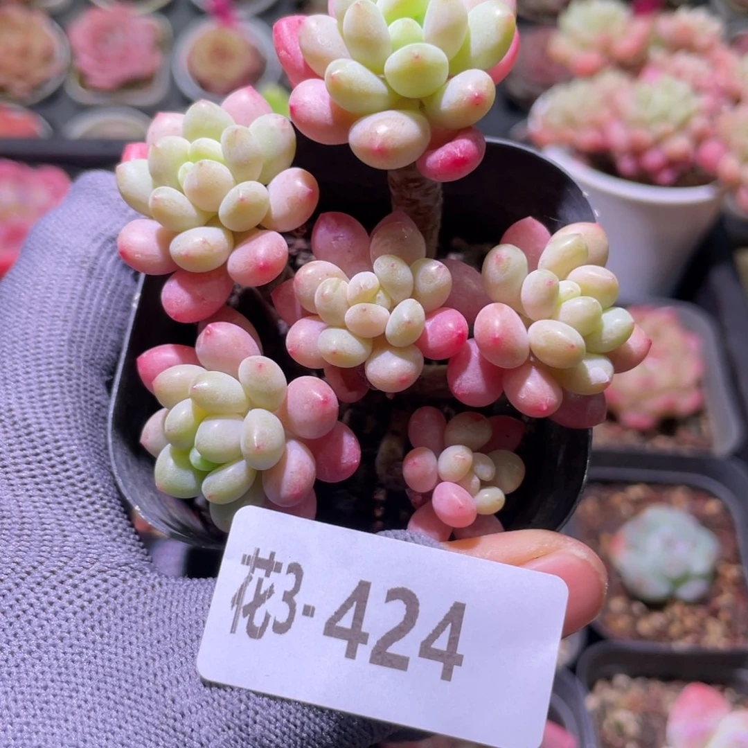 花利美3-424洛可可