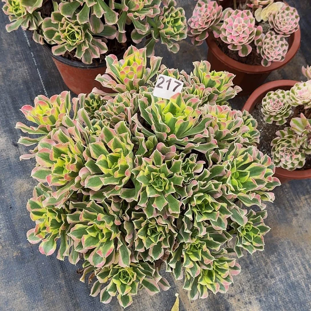 217白凤法师植物多肉