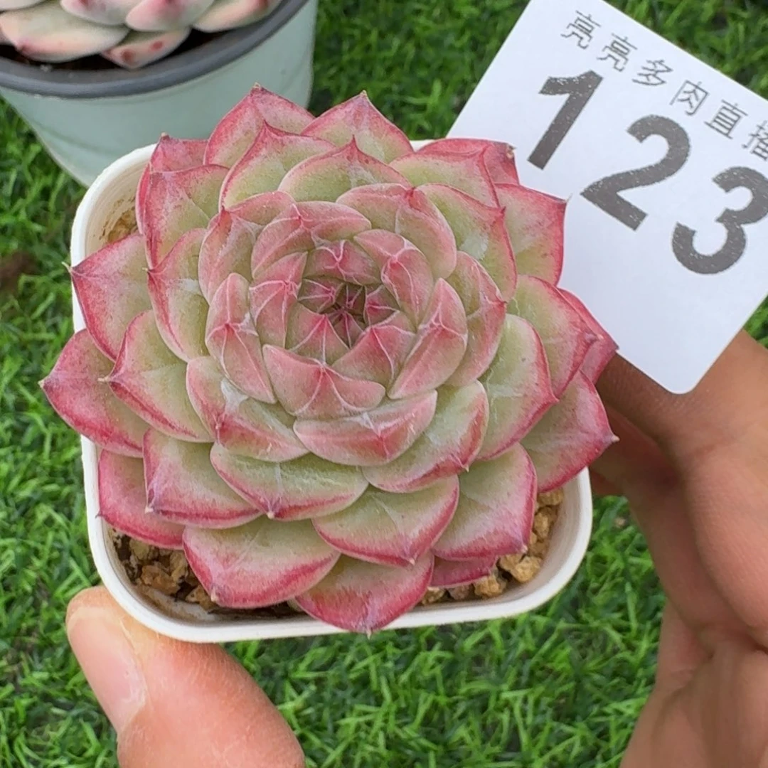 丁***ᰔ梦冉优选          摇身一变高富帅，一夜暴富动作快