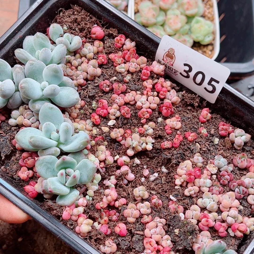 多肉植物多肉植物