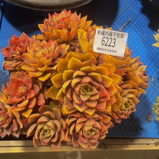 董*芳贝拉6223多肉