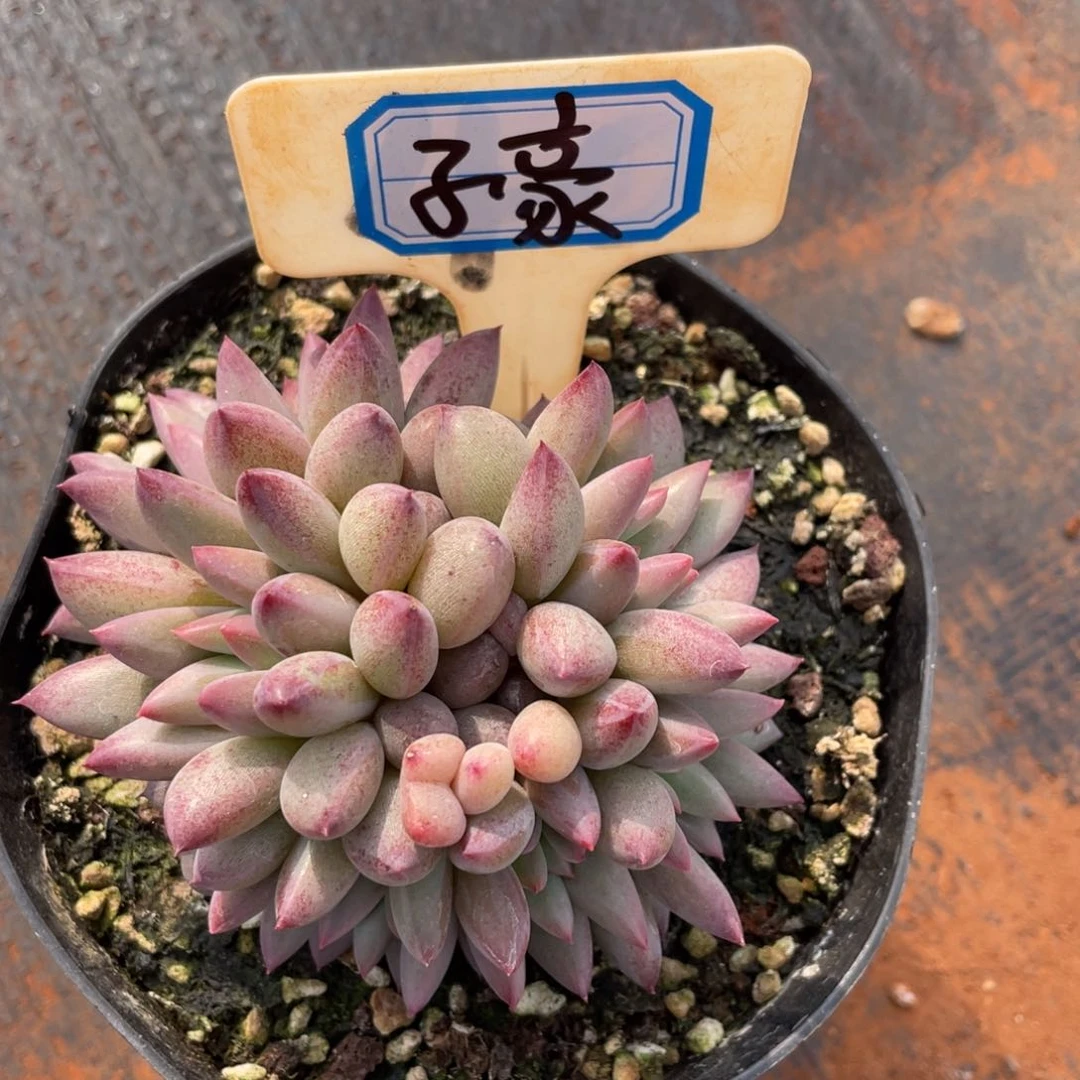 子**妈姐姐真的要不就是