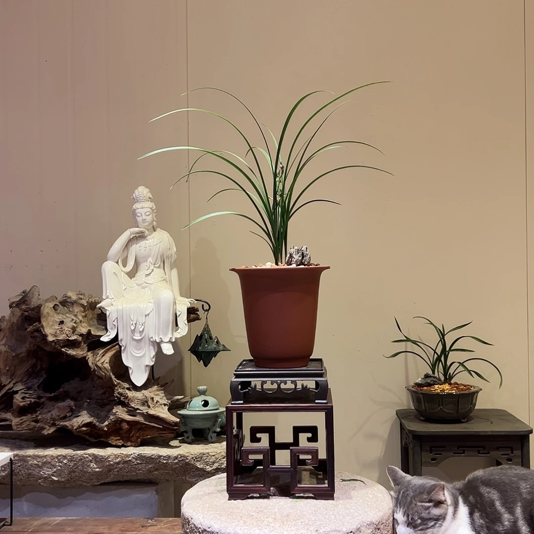 大部分花苞少量开放玉玺天骄