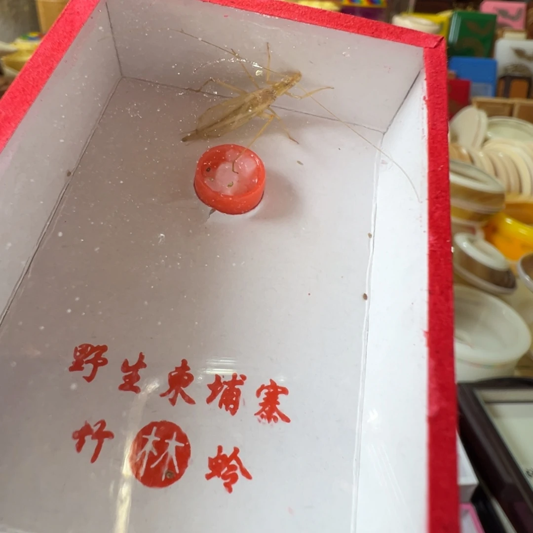 蟋蟀一只柬埔寨竹蛉