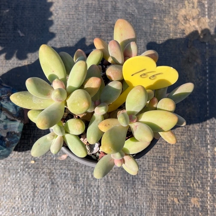 多肉植物一额一拍