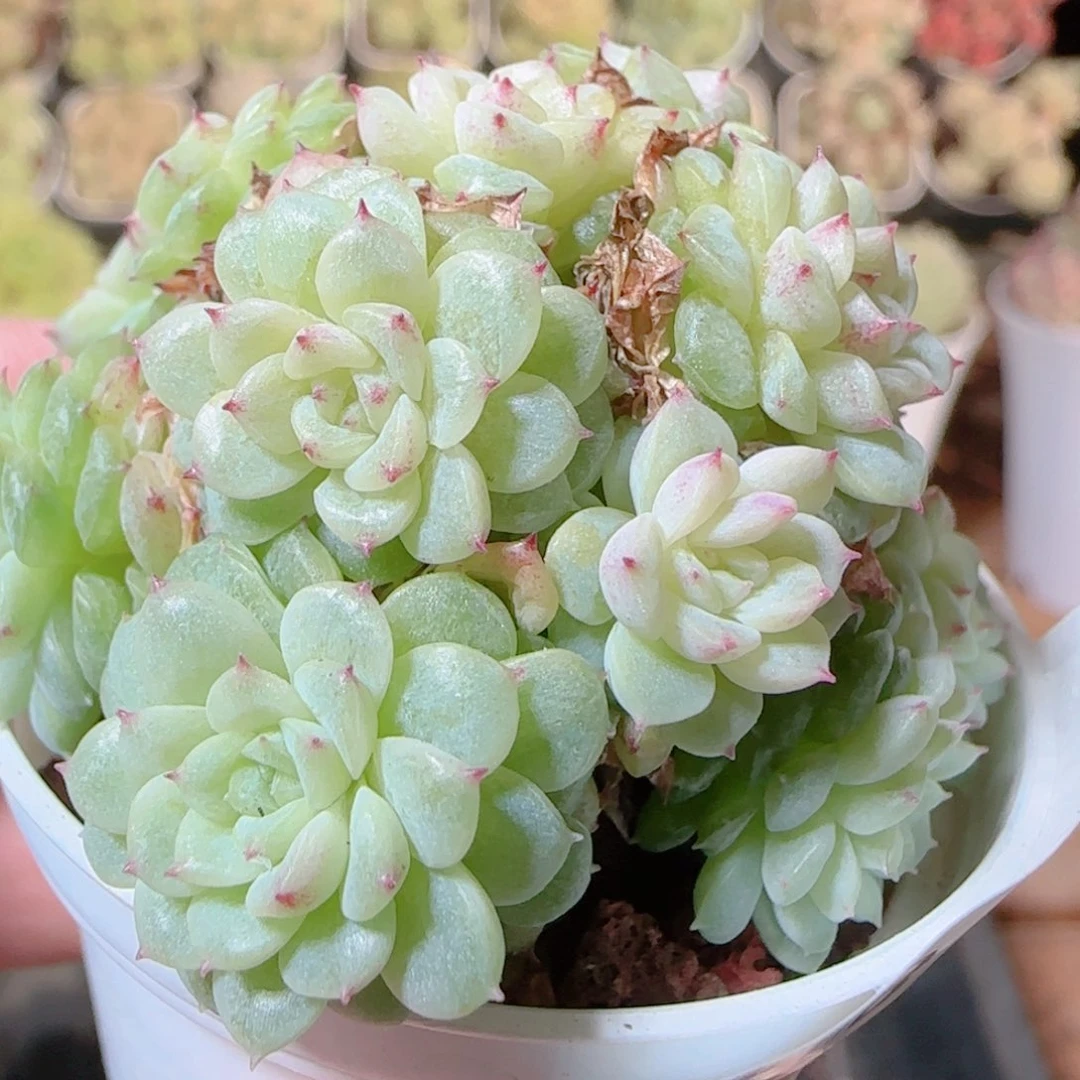 花语逸镜1116-408散