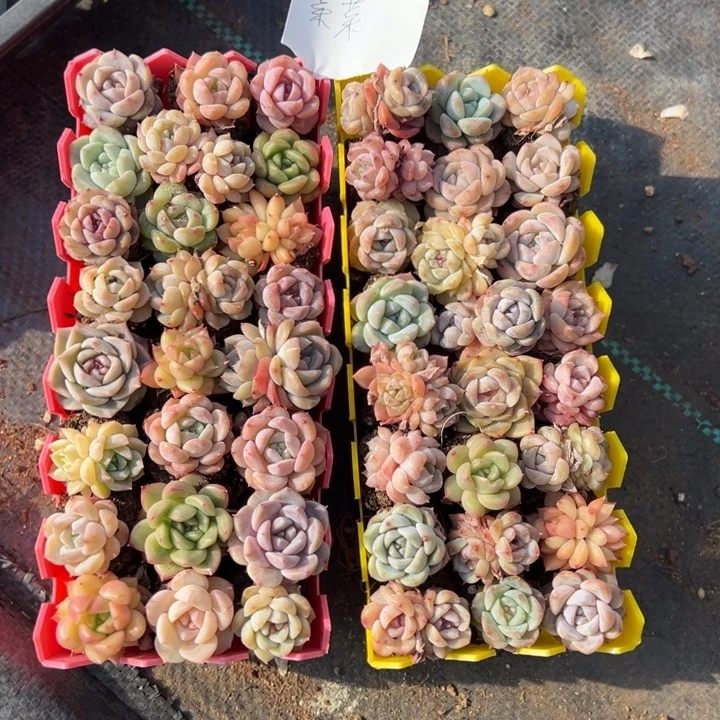 菜菜一物一拍专拍