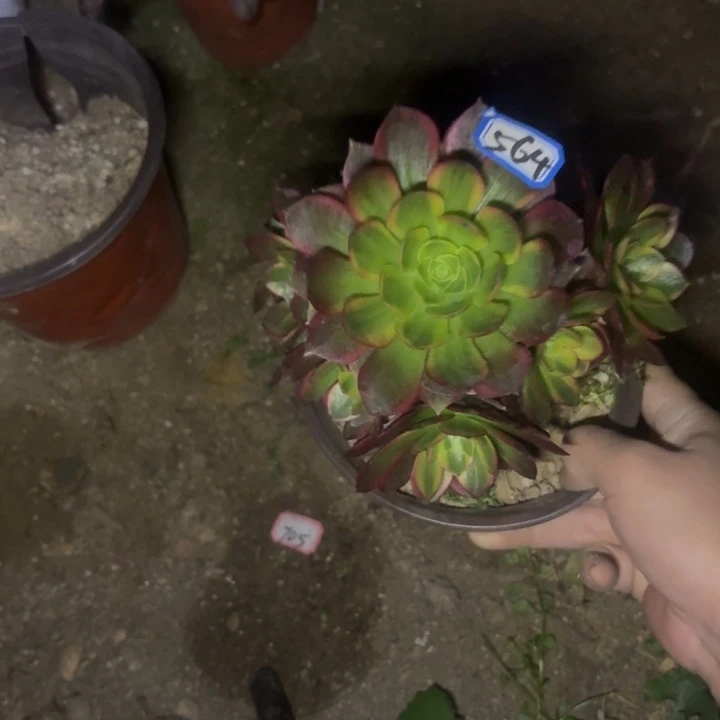 一物一拍多肉万圣节变异锦564