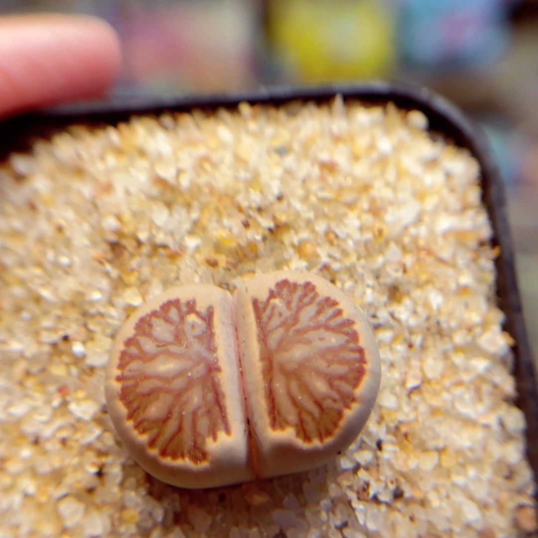 020。888888888888888