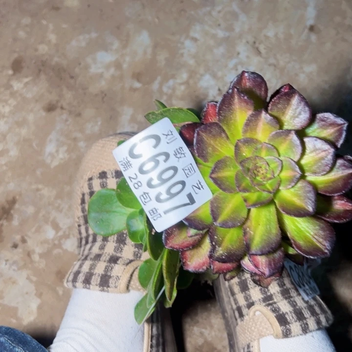 无根海王7彩多肉植物法师6997