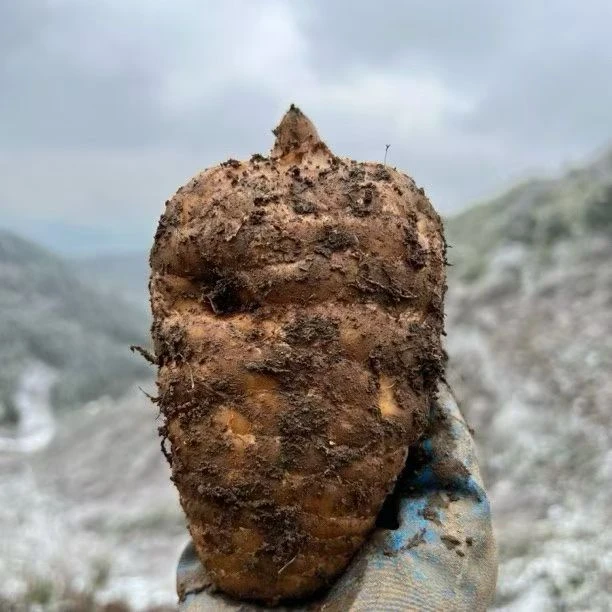 云南昭通小草坝新鲜天麻