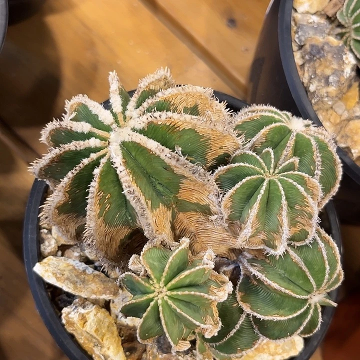 辛顿花笼，木质桩明显