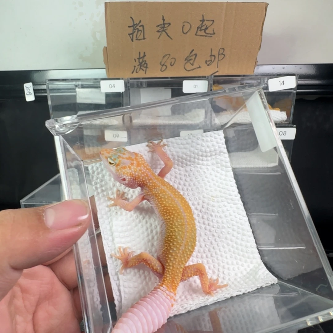 豹纹守宫雨水迷妹妹