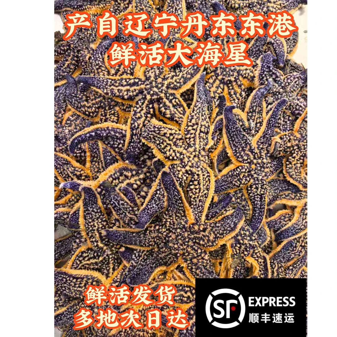 【过敏体质慎拍】丹东东港野生海星/3斤/每斤4-7只