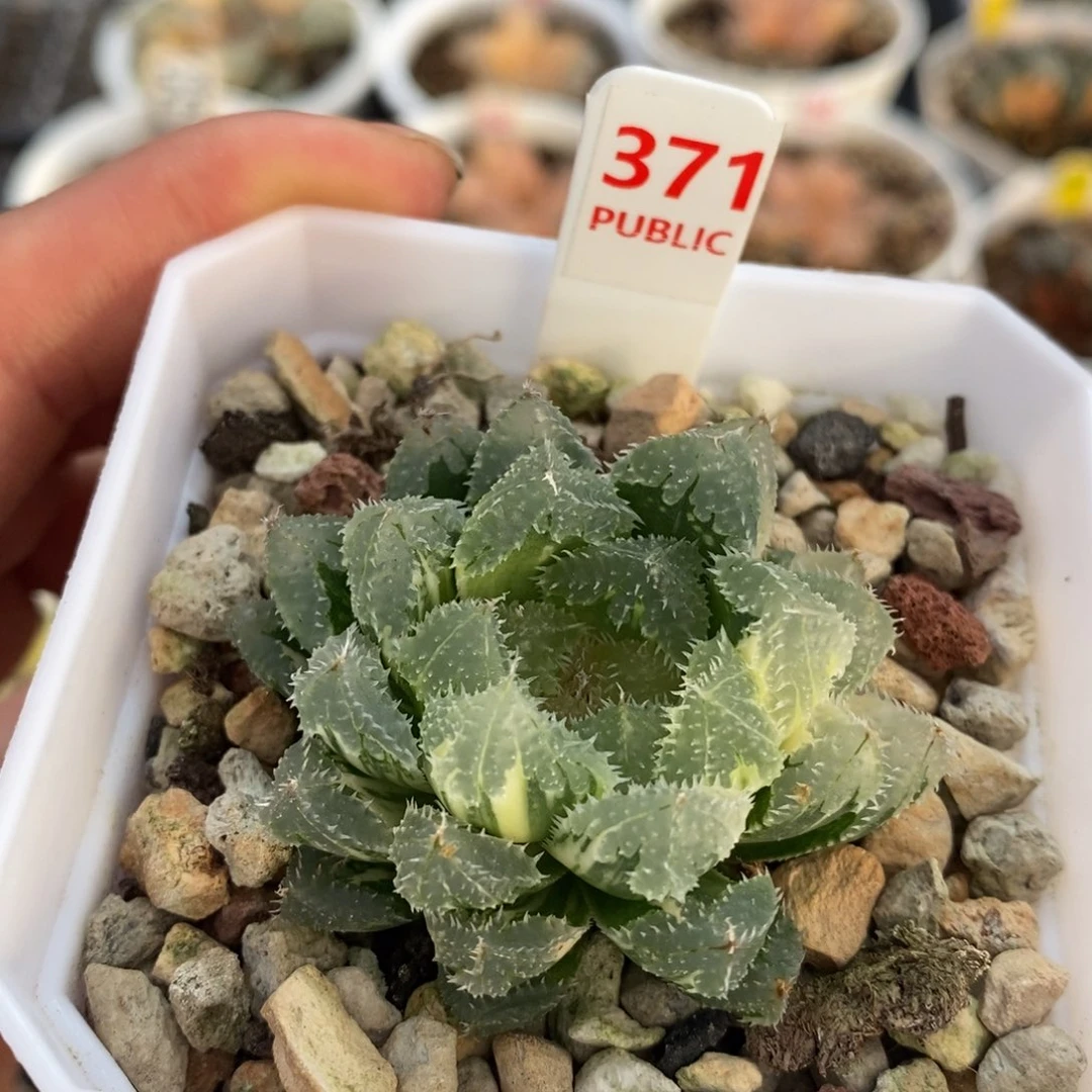 不开花植物371玄冰