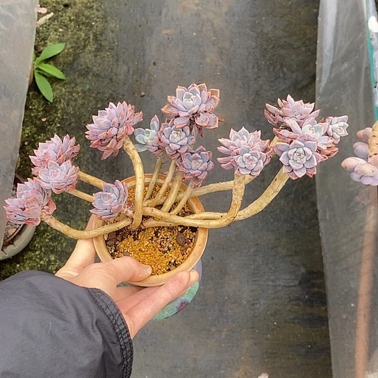 1393多肉植物老桩