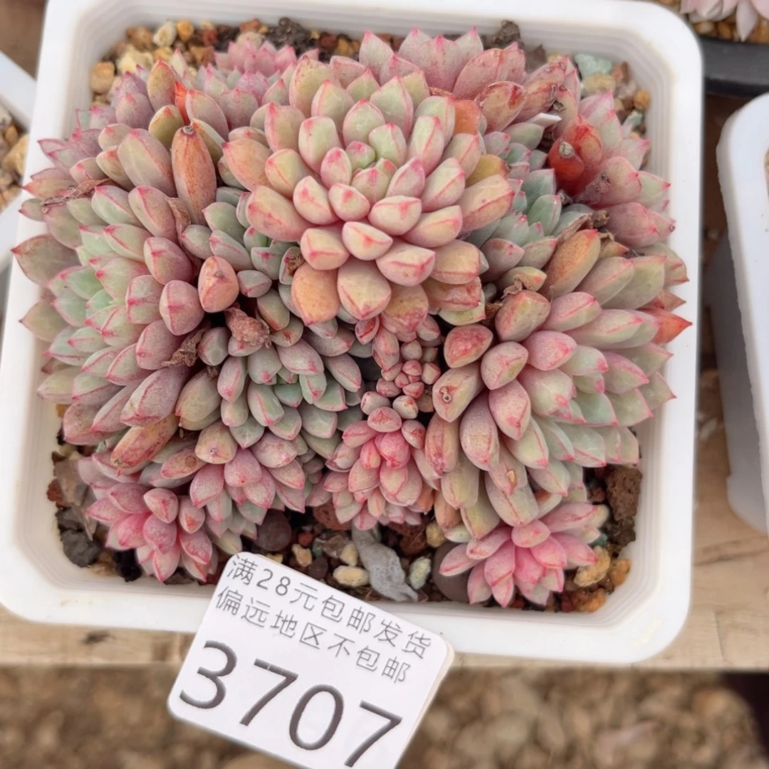 3707、b xb c b b n n