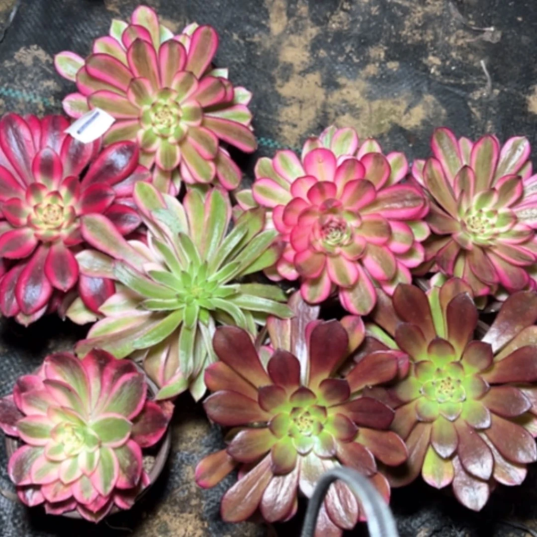 【闪购商品】1号8颗多肉法师