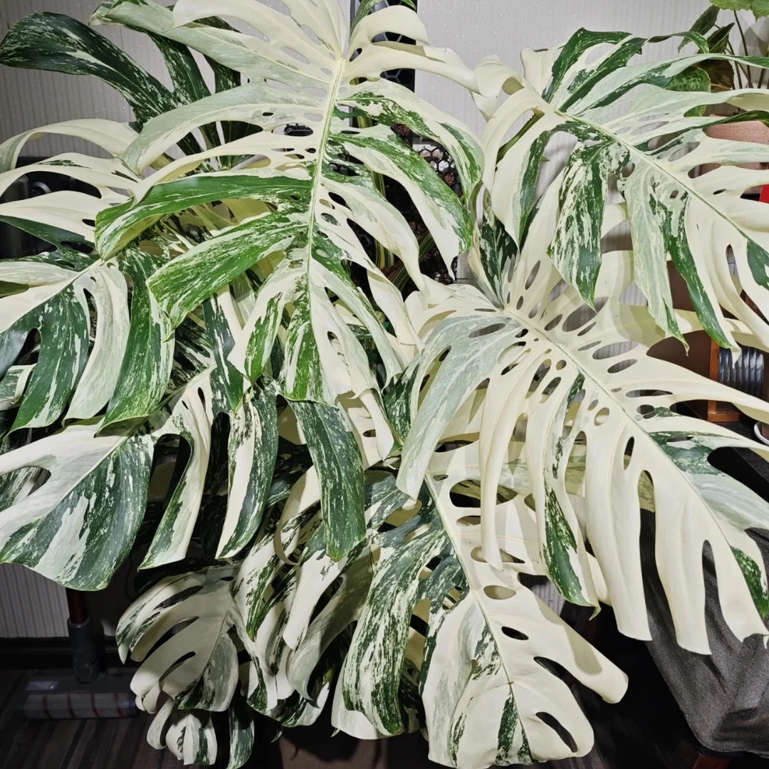 白锦龟背竹 新手友好 好养热植盆栽美丽锦化热植物