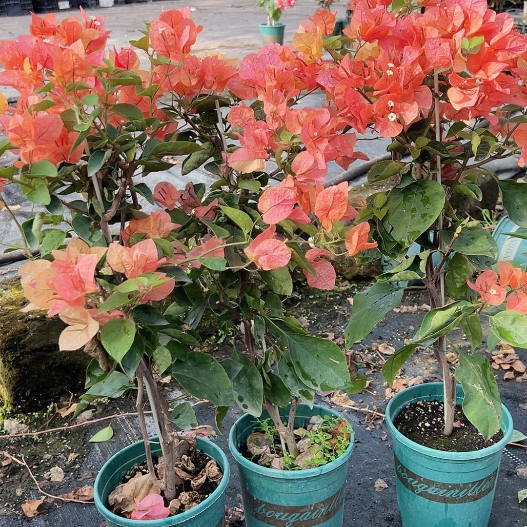 大部分花苞少量开放阿达纳带竹一颗