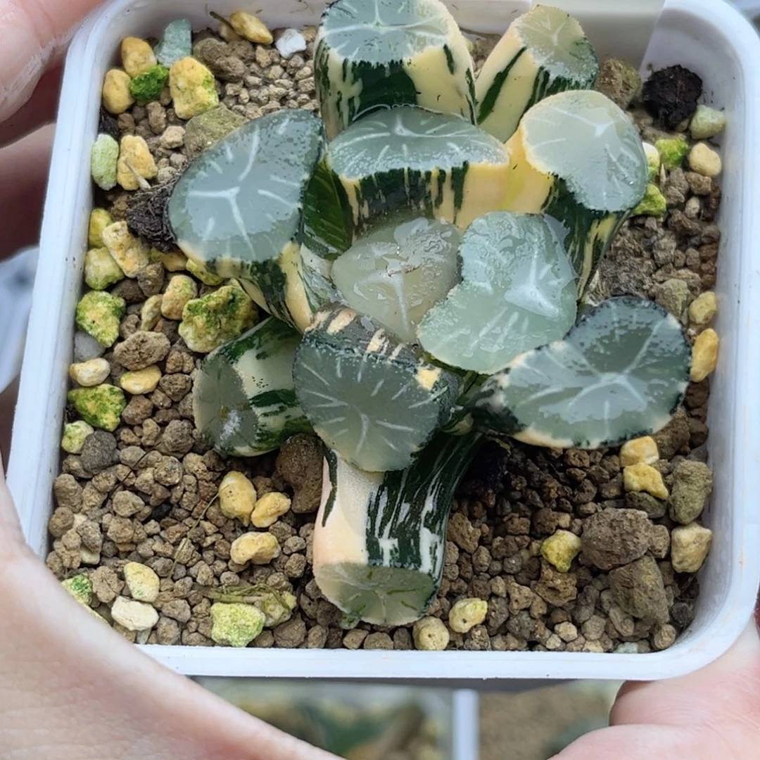 87玉龙万象锦福利专场