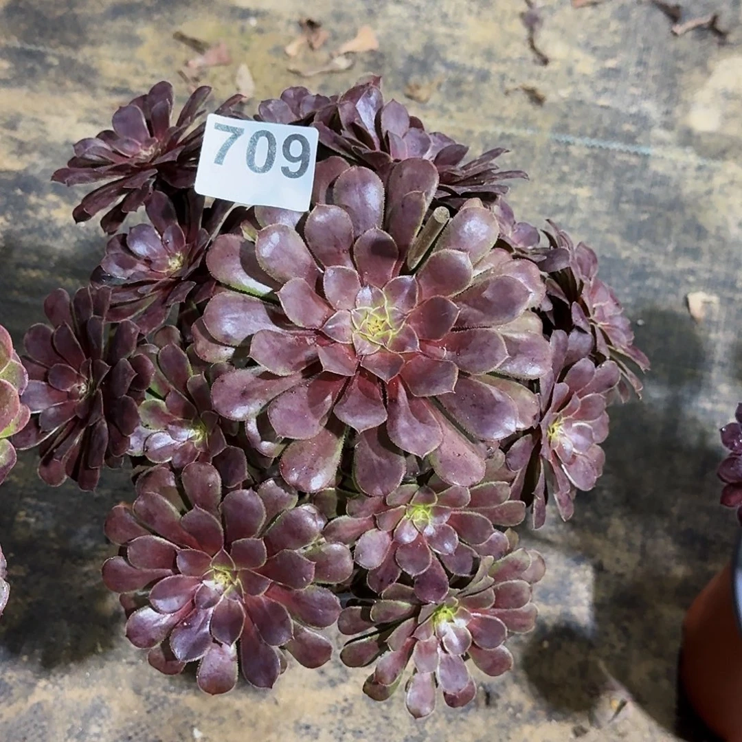 709黑铜壶冠服在25公分左右