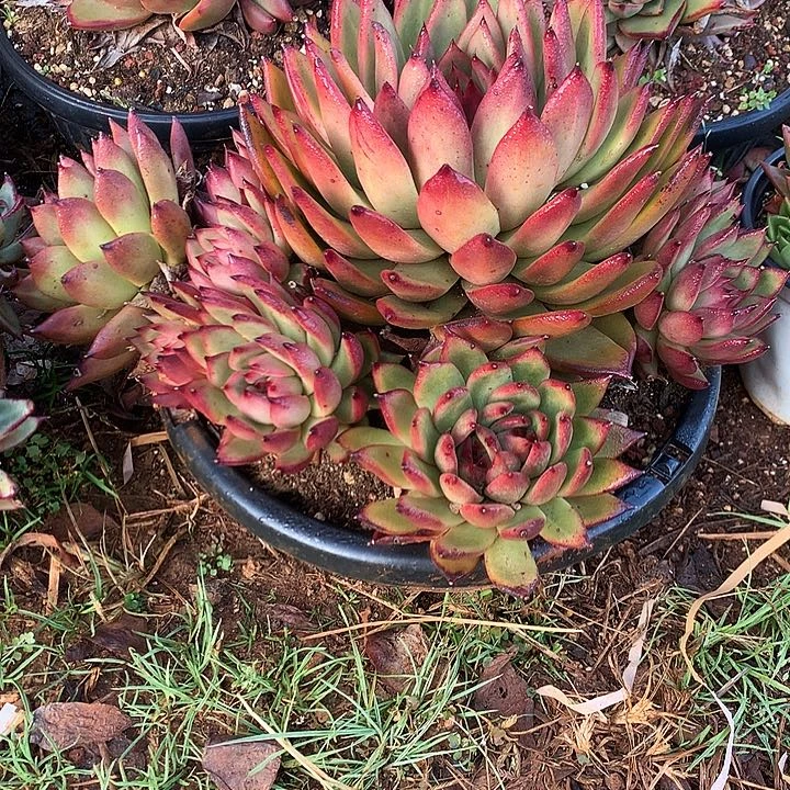 美肉特价活动开始啦