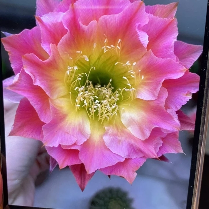 香香114号有根5公分左右