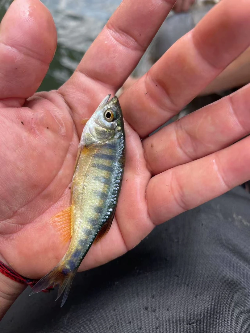 丽色低线鱲  云南特有原生鱼   原生缸 溪流缸鱼种