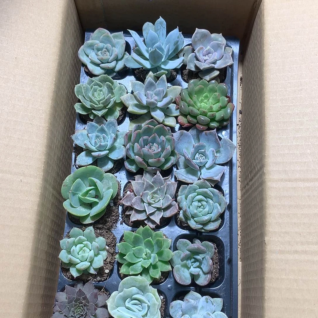 多肉植物152。