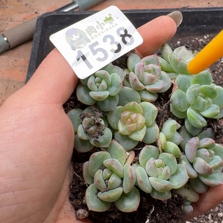 多肉植物多肉植物