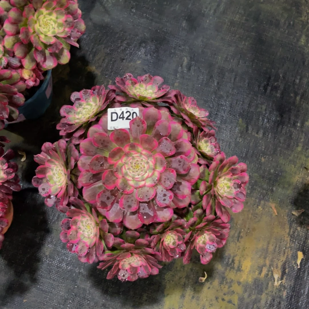 42000霁月福利可以拍