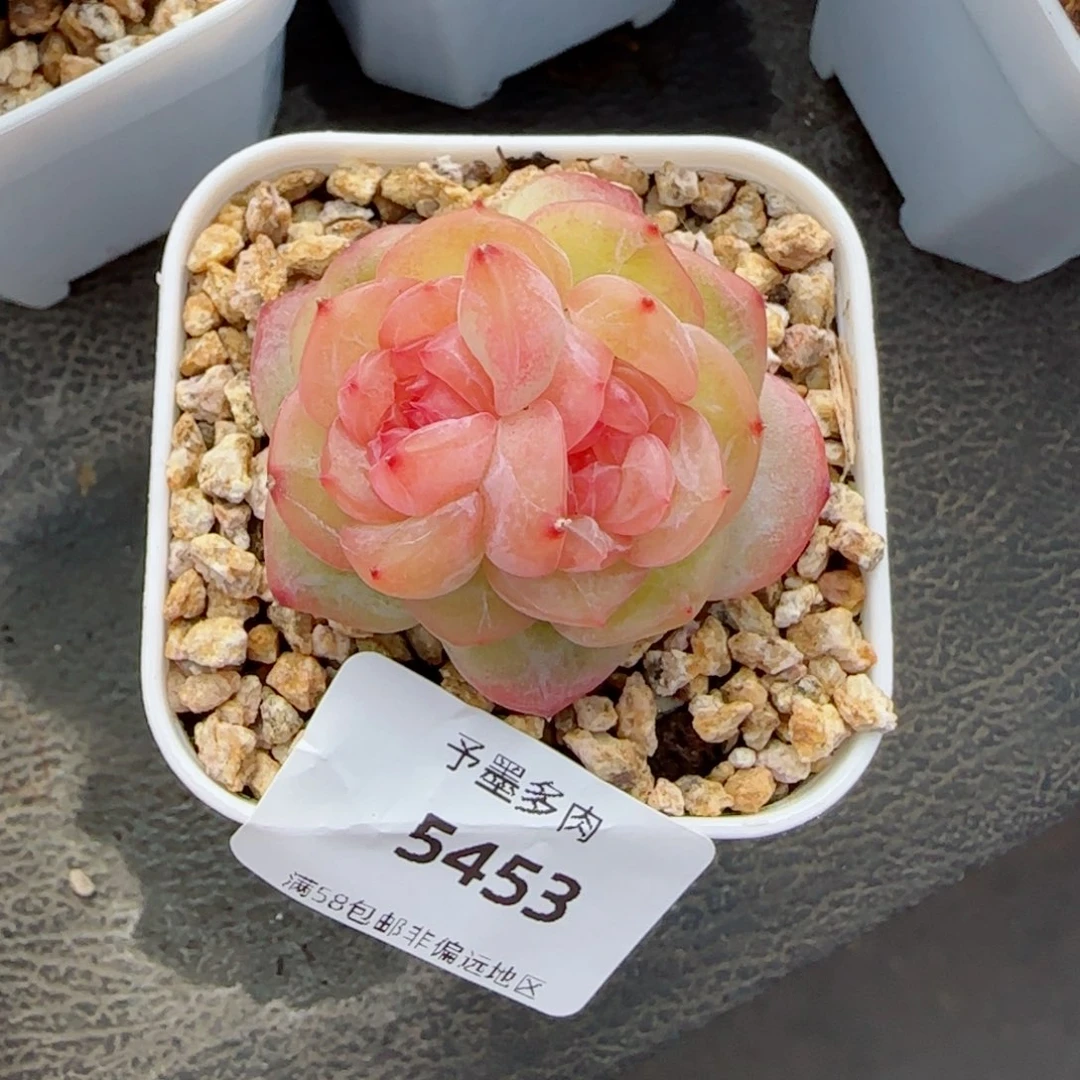 孤品双心，5453多肉植物
