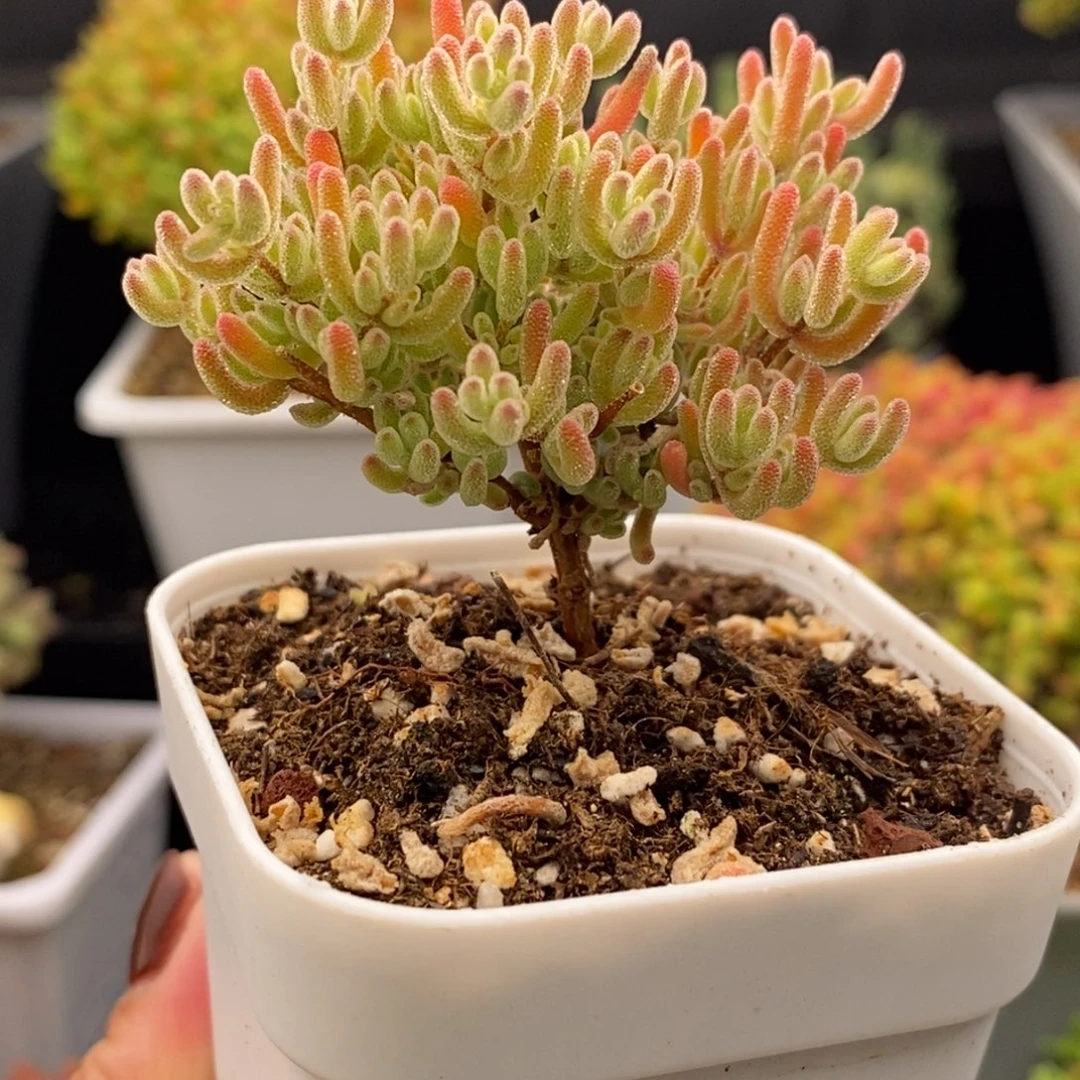 完全开放17号冰晶（6.5cm）