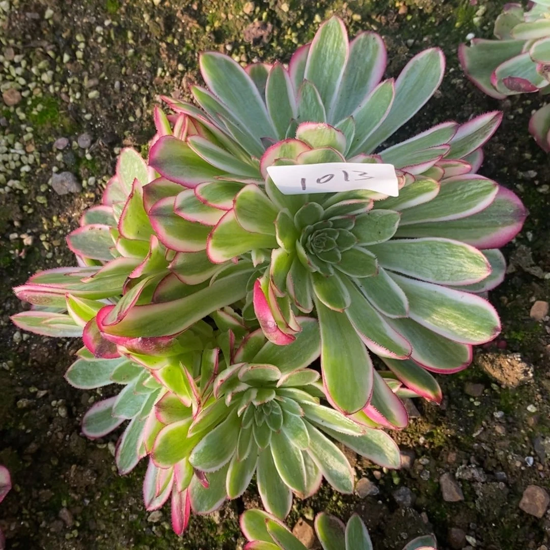 1013倾城多肉植物