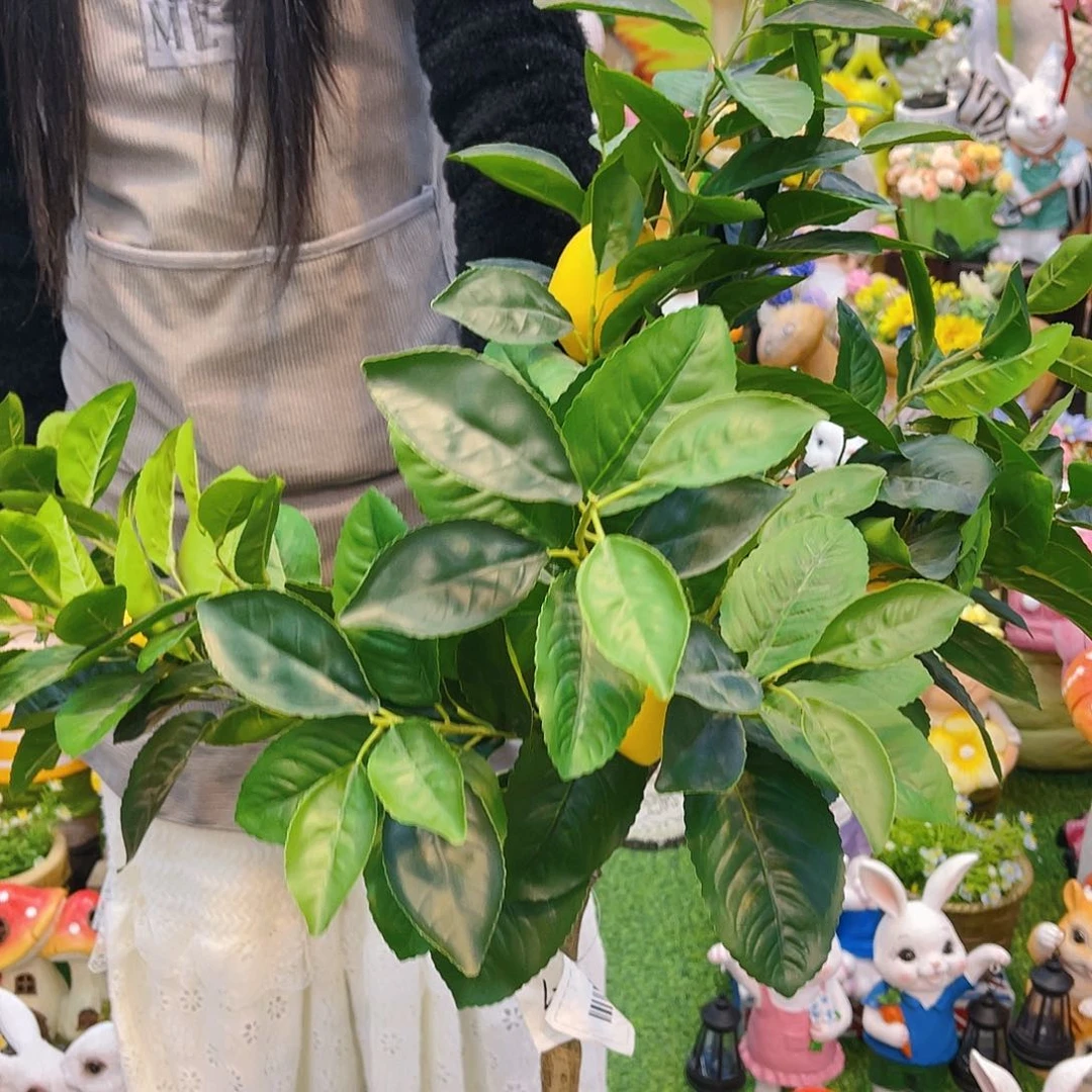 【闪购商品】红陶柠檬树。