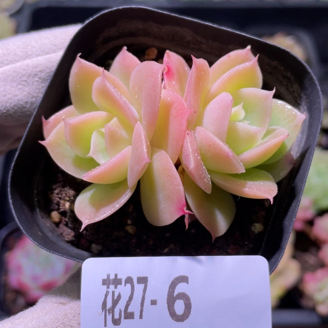 花利美27-6柠檬酸橙