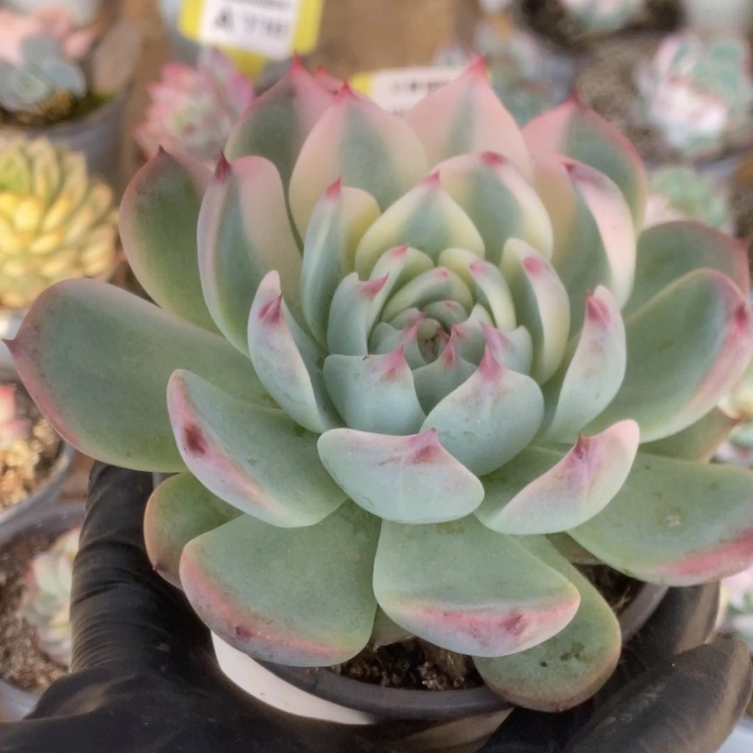 652吉娃娃锦锦锦锦锦