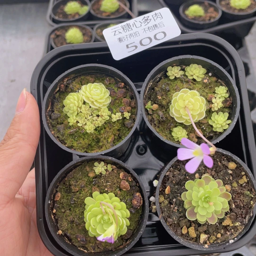 云糖心多肉植物500