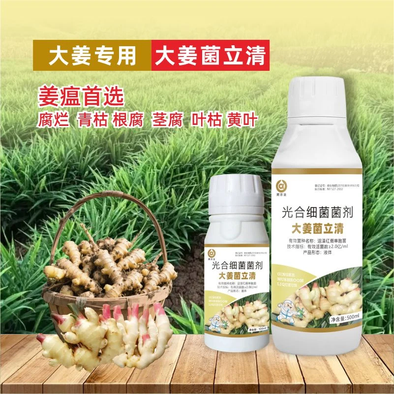 大姜菌立清干尖/姜瘟/卷叶/黄叶专用肥