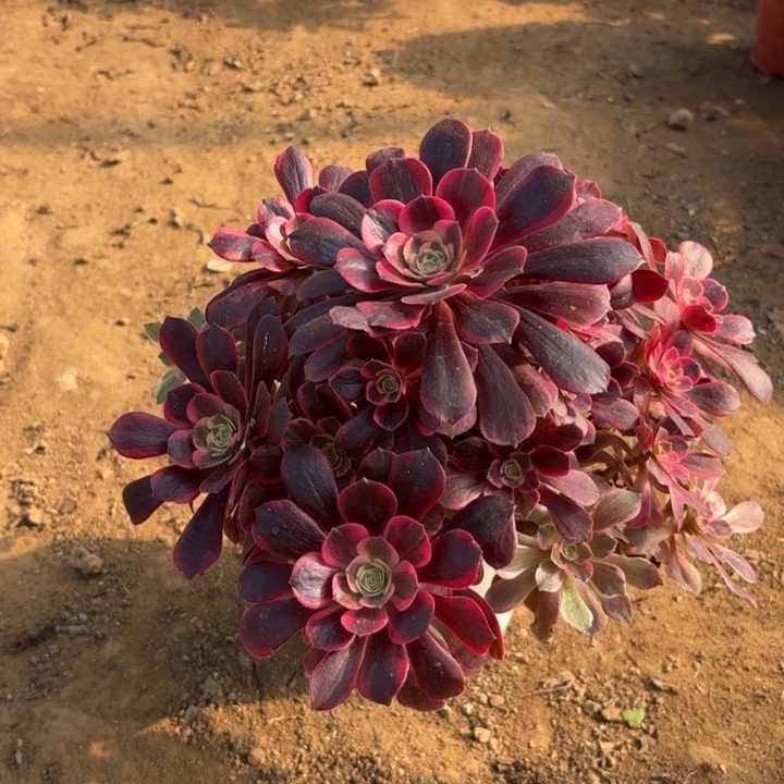 多肉植物法师凤冠14