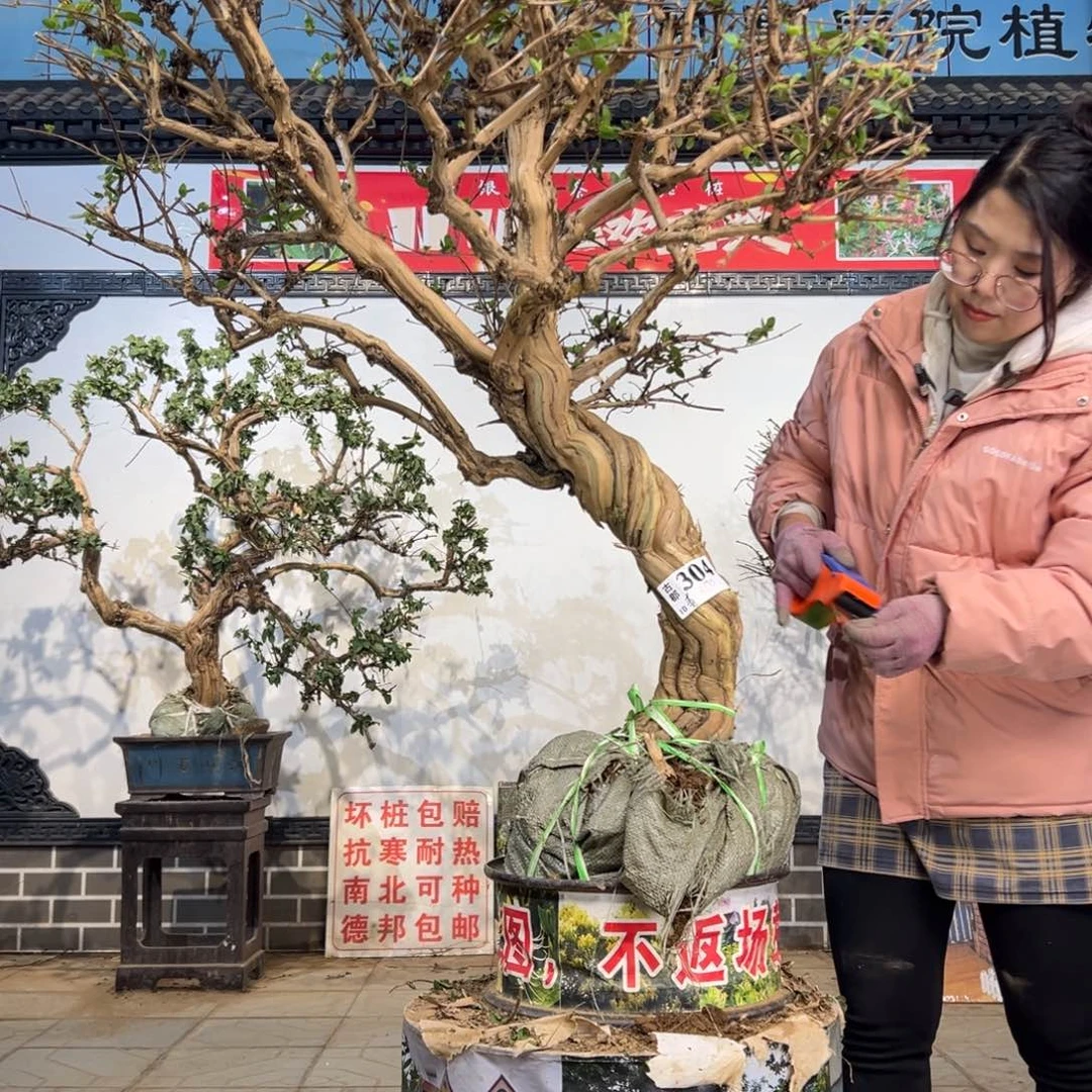 无花朵金银花8888