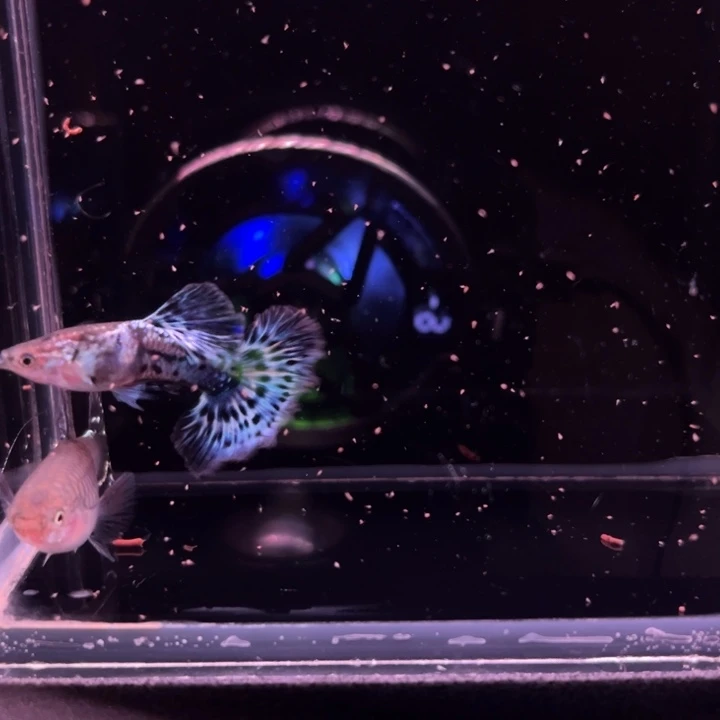 孔雀鱼半月尾蓝豹1对