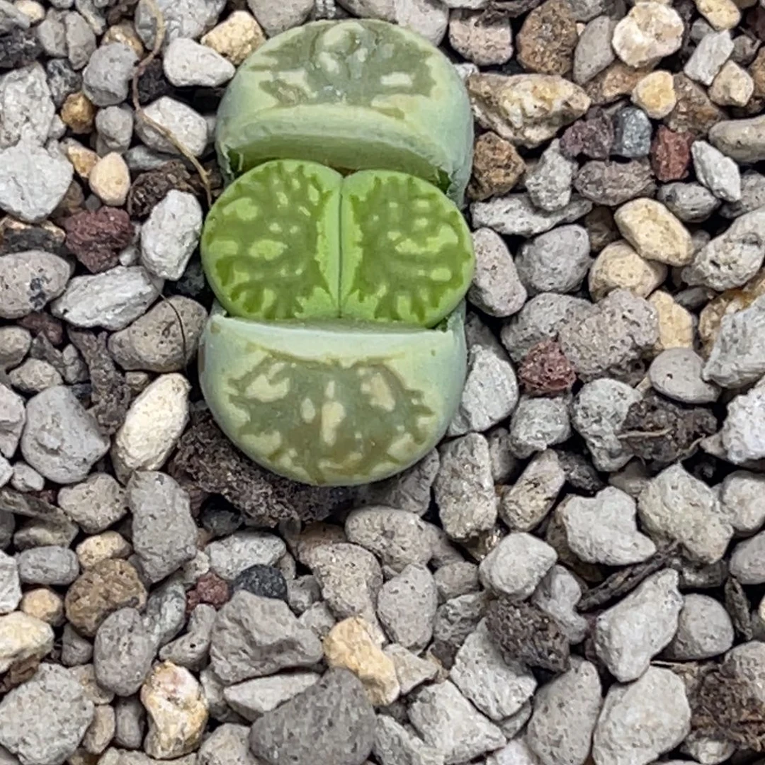6236绿菊尺寸1.6