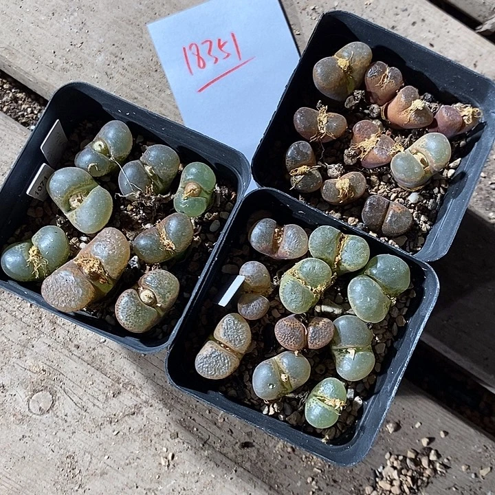 18351。  三盒风铃。